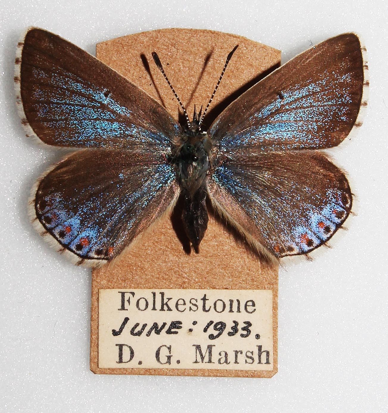 Polyommatus bellargus (aberration , folkstone 1933) (Internet Image property of respective owner, non-commercial use only)
